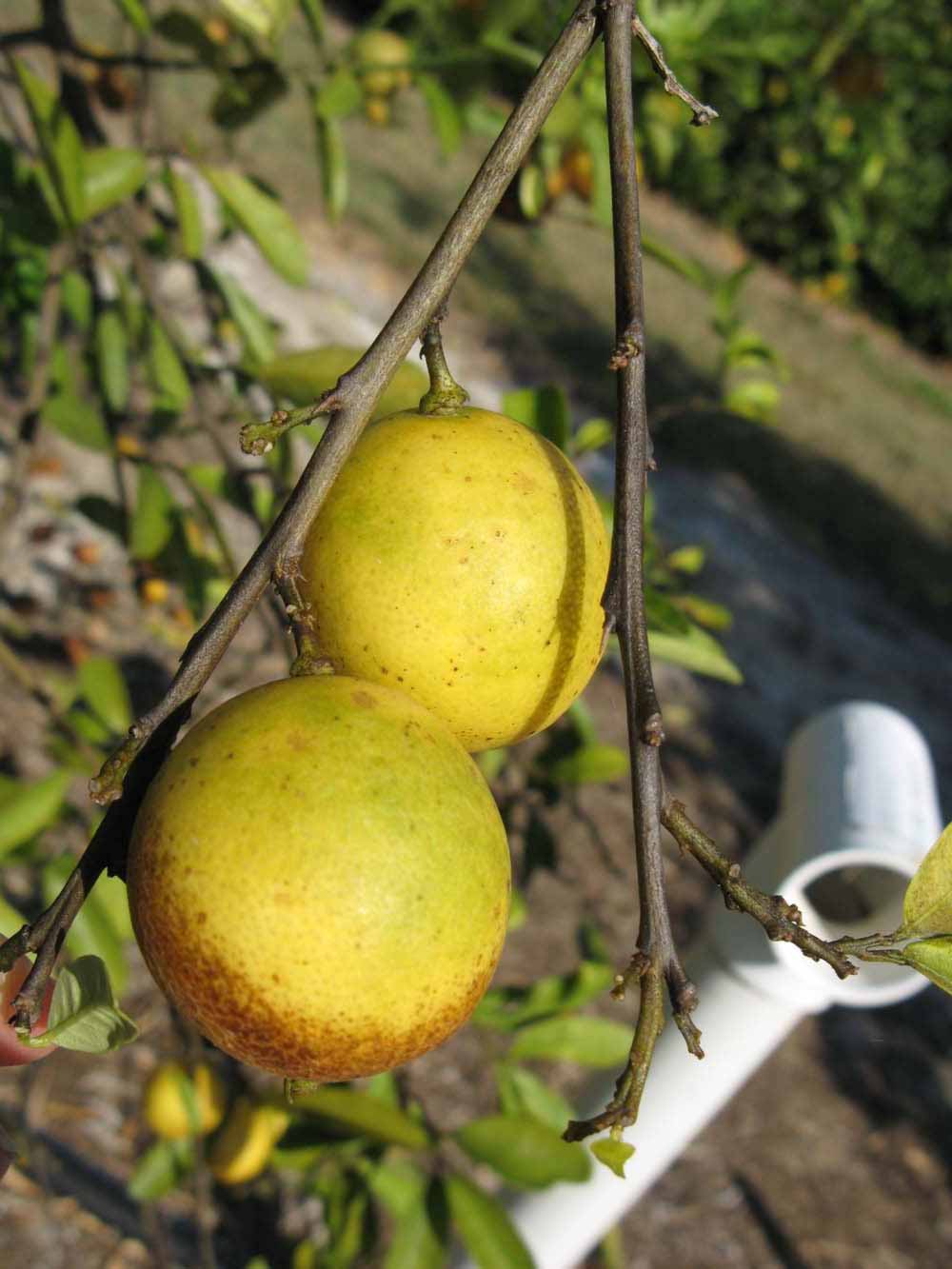              Fruit of  Citrus   aurantifolia  x    Fortunella  sp.      (Eustis, Winter Haven, FL)       
